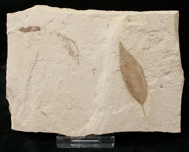 Fossil Cedrelospermum & Mimosite Leaves - Green River Formation #16341